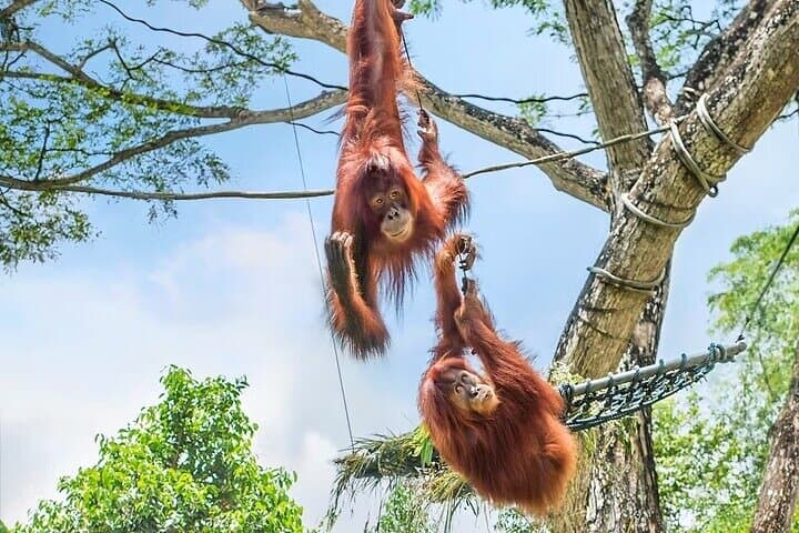 Exploring Singapore Zoo: Tickets, Tram Ride & Up-Close Wildlife Encounters photo 3