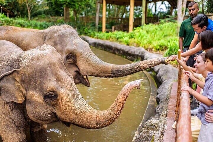 Exploring Singapore Zoo: Tickets, Tram Ride & Up-Close Wildlife Encounters photo 6