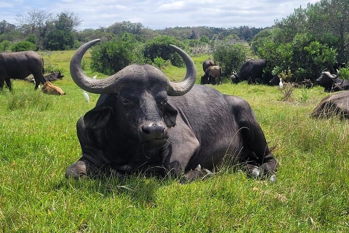 Kragga Kamma Game Drive and Port Elizabeth Coastal Scenic Tour photo 1