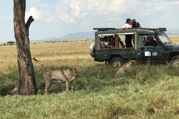 3-Day Maasai Mara Budget Safari Adventure: Wildebeest Crossings & Game Drives photo 1