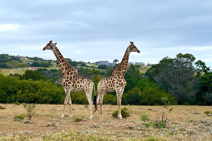 Kragga Kamma Game Drive and Port Elizabeth Coastal Scenic Tour photo 2