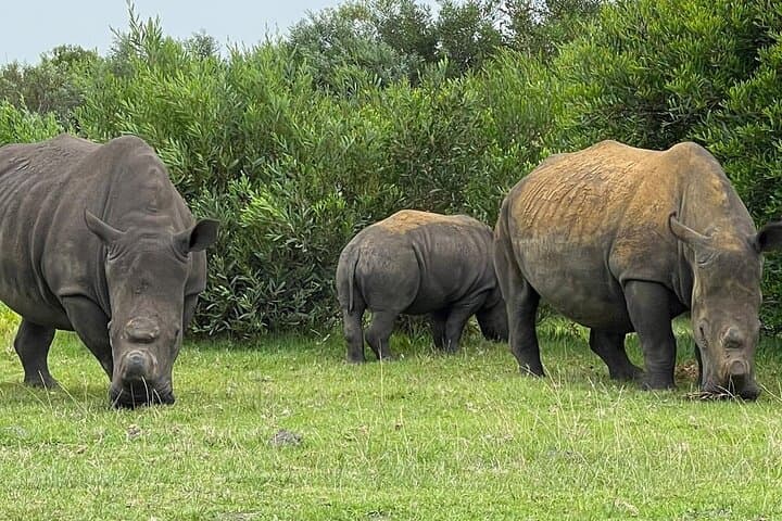 Kragga Kamma Game Drive and Port Elizabeth Coastal Scenic Tour photo 3