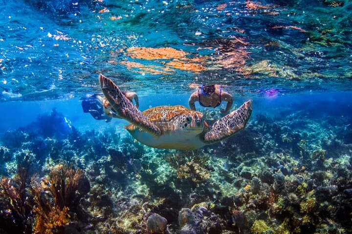 Hidden Cenote Swim and Akumal Turtle Snorkel with Beachside Lunch photo 4