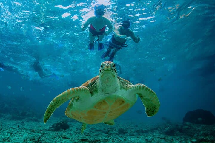 Hidden Cenote Swim and Akumal Turtle Snorkel with Beachside Lunch