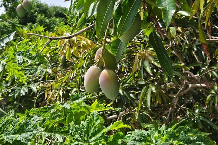 East End Farm Tour and Sapphire Beach: Taste St. Thomas’ Island Produce photo 5