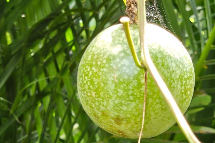 East End Farm Tour and Sapphire Beach: Taste St. Thomas’ Island Produce photo 6