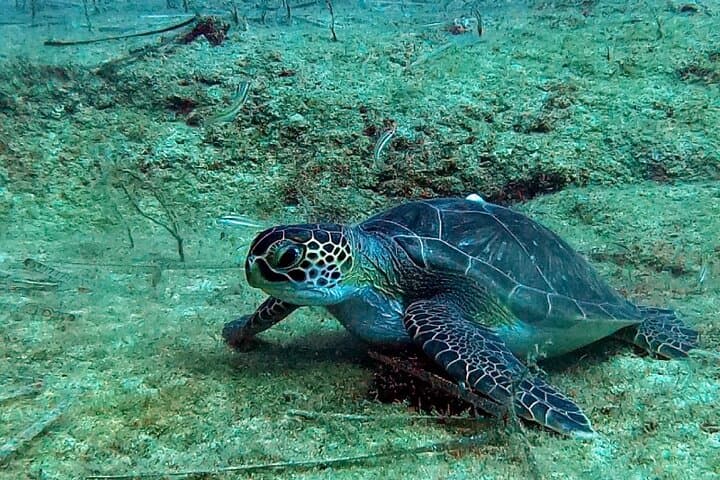 Private Scuba Diving in Protaras — Try Scuba Diving Cyprus photo 5