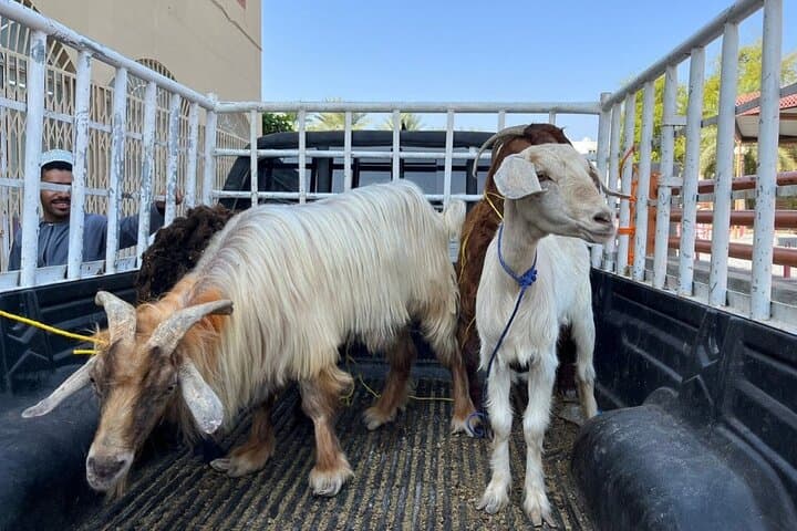 Nizwa Friday Cattle Market and Jebel Akhdar Full-Day Tour from Muscat photo 4