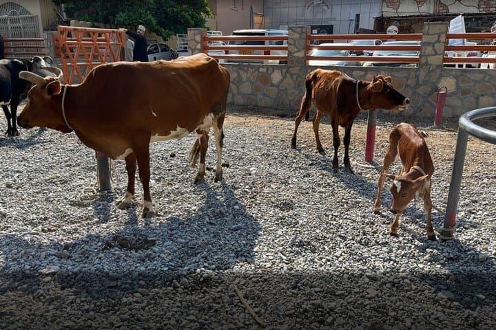 Nizwa Friday Cattle Market and Jebel Akhdar Full-Day Tour from Muscat photo 5
