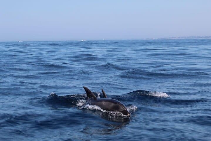 Dolphin Watching in Faro: Ria Formosa Boat Tour from Doca de Faro photo 4