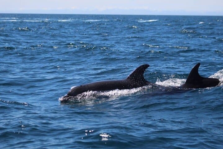 Dolphin Watching in Faro: Ria Formosa Boat Tour from Doca de Faro photo 5