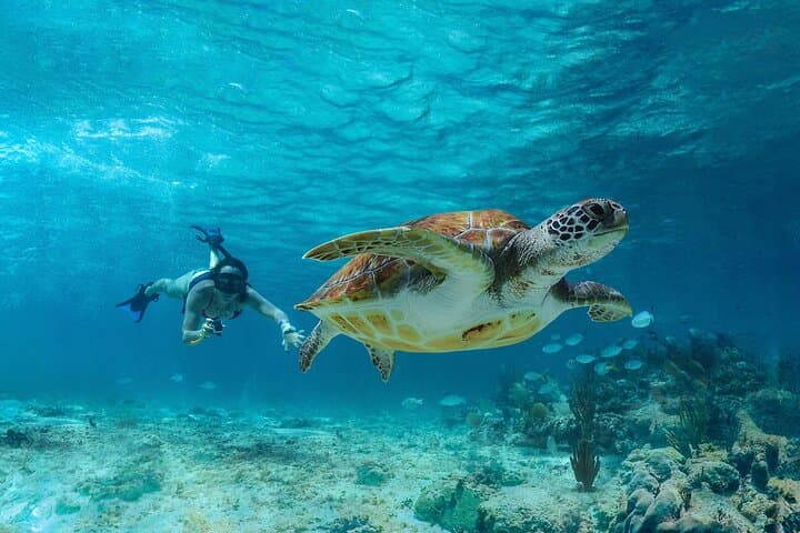 Tulum Snorkeling with Sea Turtles, Cenote Swim and Beachside Lunch — Day Tour Guide photo 3