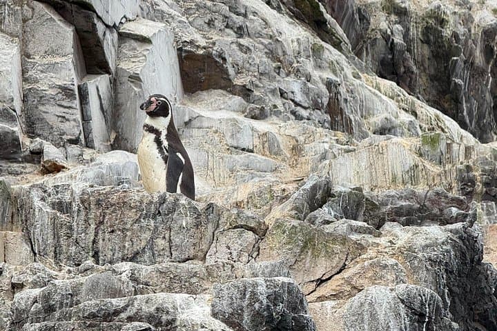 Pucusana Fishing Tour & Mini Galapagos Boat Trip with Ceviche Lunch photo 4