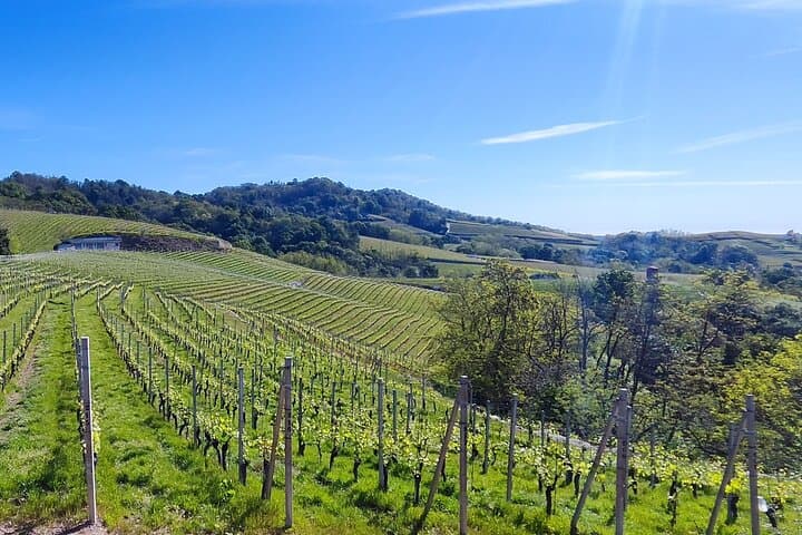 Way of the Goblets: Gattinara Hike & Cycle Through Piedmont’s Nebbiolo Hills photo 6