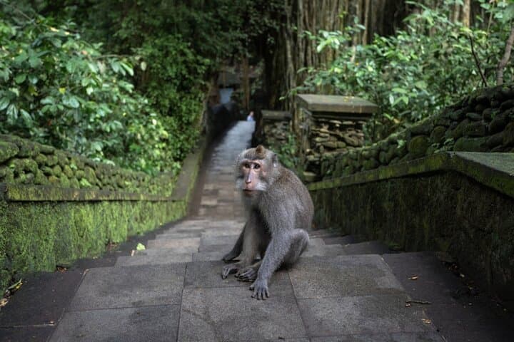 Ubud Private Day Tour: Waterfalls, Sacred Monkeys and Tegalalang Rice Fields photo 2
