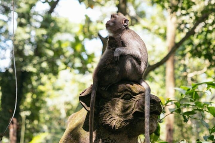 Ubud Private Day Tour: Waterfalls, Sacred Monkeys and Tegalalang Rice Fields photo 3