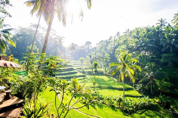Ubud Private Day Tour: Waterfalls, Sacred Monkeys and Tegalalang Rice Fields photo 6