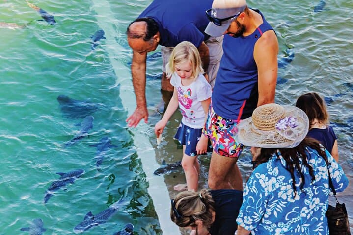 Aquascene Fish Feeding at Doctors Gully — Feed Rays and Bream in Darwin