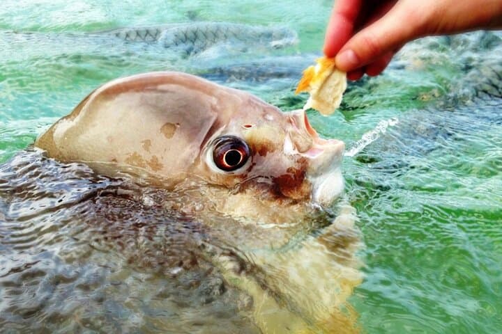 Aquascene Fish Feeding at Doctors Gully — Feed Rays and Bream in Darwin photo 4