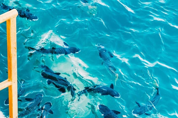 Aquascene Fish Feeding at Doctors Gully — Feed Rays and Bream in Darwin photo 5