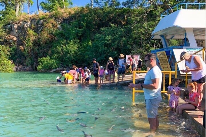 Aquascene Fish Feeding at Doctors Gully — Feed Rays and Bream in Darwin photo 6