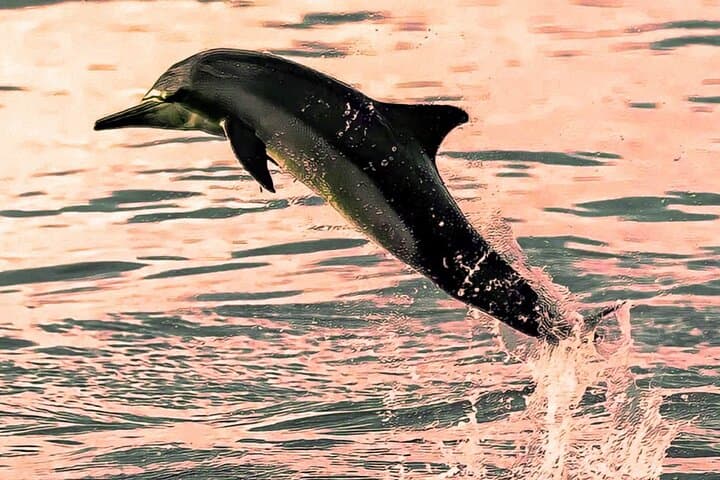 Dolphin Watching in Muscat: 2-Hour Boat Trip to See Indo-Pacific Dolphins