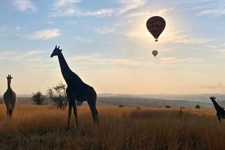 Sunrise Hot Air Balloon Safari over Rhino & Lion Nature Reserve photo 4