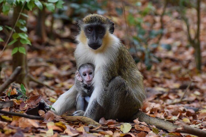 Monkey Feeding and Carlisle Bay Beach Day — Barbados Wildlife Reserve, Bathsheba & Lunch photo 2
