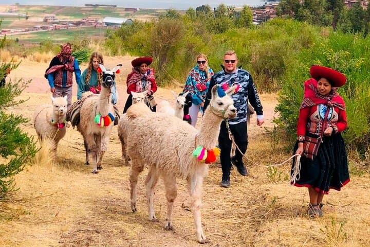 Half-Day Alpaca Therapy Tour in Cusco — Gentle Encounters with Andean Alpacas