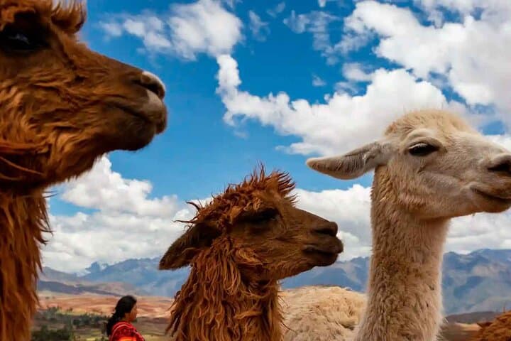 Half-Day Alpaca Therapy Tour in Cusco — Gentle Encounters with Andean Alpacas photo 3