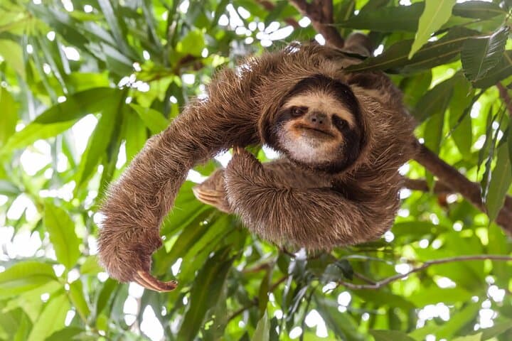 Private Rio Celeste Tubing & Sloth Viewing Tour from Liberia