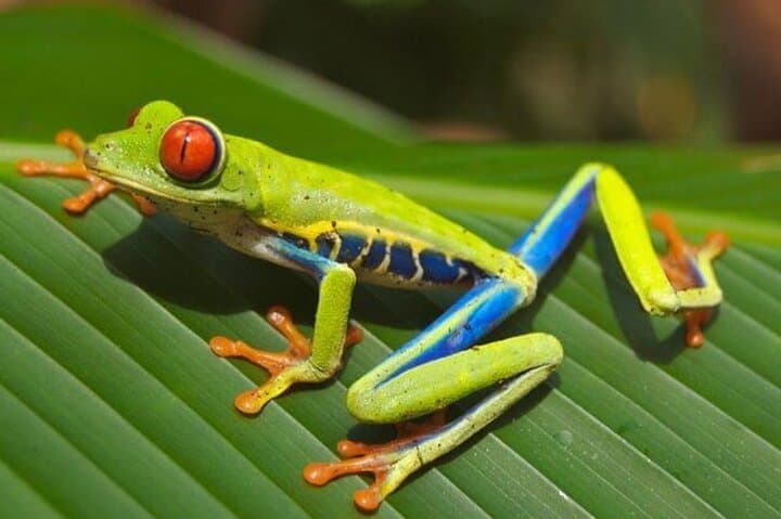 Guanacaste Night Wildlife Tour — Guided Jungle Walk & Miravalles Hot Springs photo 3