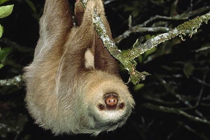 Guanacaste Night Wildlife Tour — Guided Jungle Walk & Miravalles Hot Springs photo 4