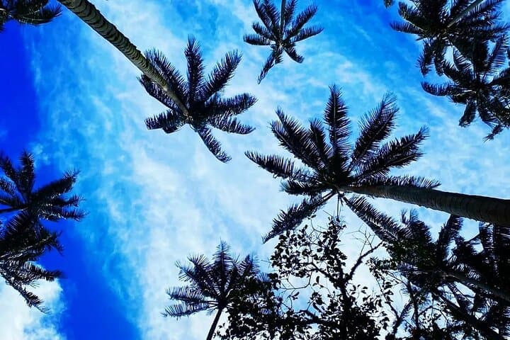 Downhill Mountain Bike Tour to La Carbonera — Salento Wax Palm Ride photo 3