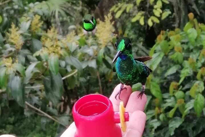 Hand-Feeding Hummingbirds in Mindo: Up-Close Wildlife Experience Near Quito photo 1