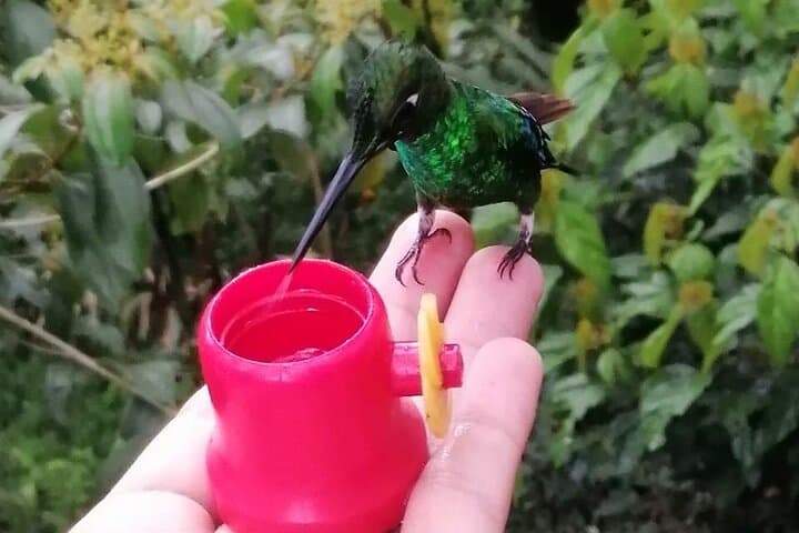 Hand-Feeding Hummingbirds in Mindo: Up-Close Wildlife Experience Near Quito photo 2