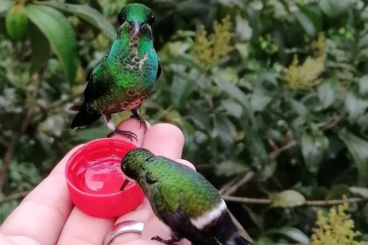 Hand-Feeding Hummingbirds in Mindo: Up-Close Wildlife Experience Near Quito photo 3