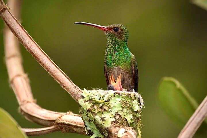 Hand-Feeding Hummingbirds in Mindo: Up-Close Wildlife Experience Near Quito photo 4