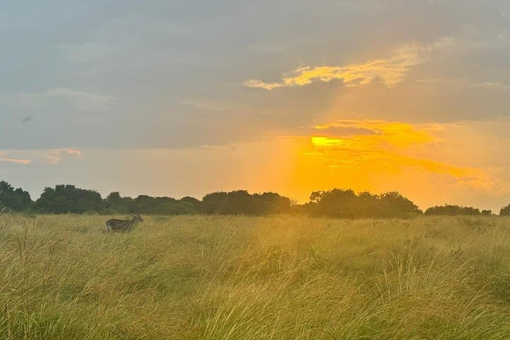 Kabwoya Birding, Fossil Hunting & Bush Dinners — 3-Day Wildlife Safari from Kampala
