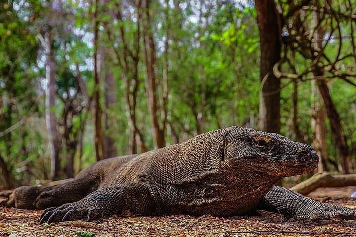 Komodo Island Day Trip from Bali: Dragons, Mantas & Pink Beach photo 6