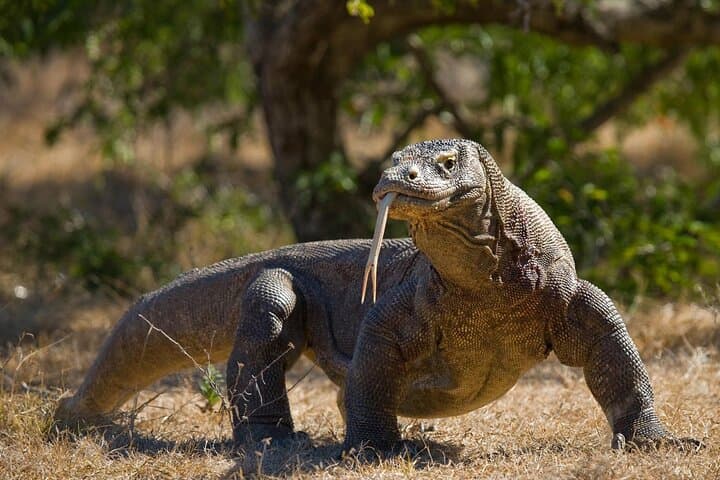Komodo Island Day Trip from Bali: Dragons, Mantas & Pink Beach photo 3