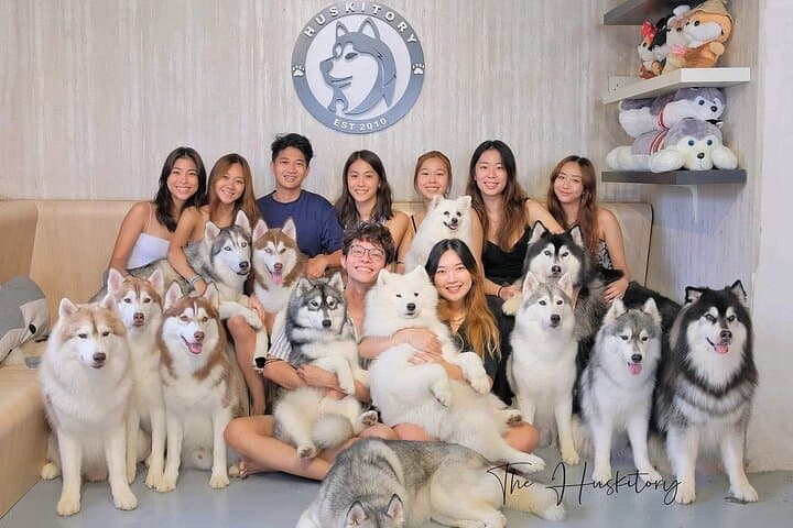 Meet the Huskies of Melaka: Huskitory Interactive Dog Experience