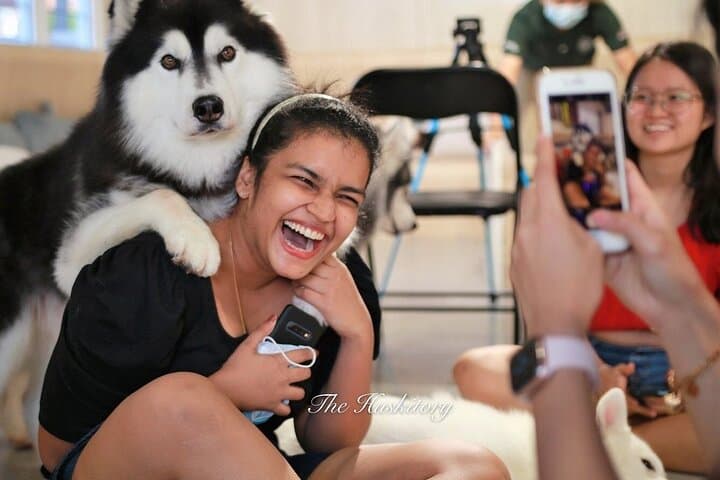 Meet the Huskies of Melaka: Huskitory Interactive Dog Experience photo 3