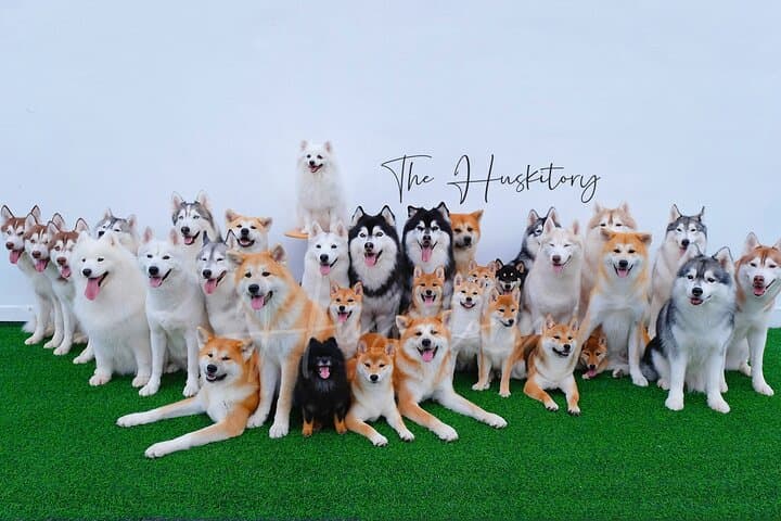 Meet the Huskies of Melaka: Huskitory Interactive Dog Experience photo 6