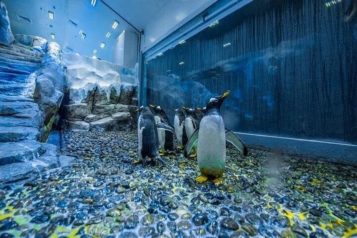 Inside Dubai Aquarium & Underwater Zoo: Penguin Cove, Tunnel & Family Tips photo 1