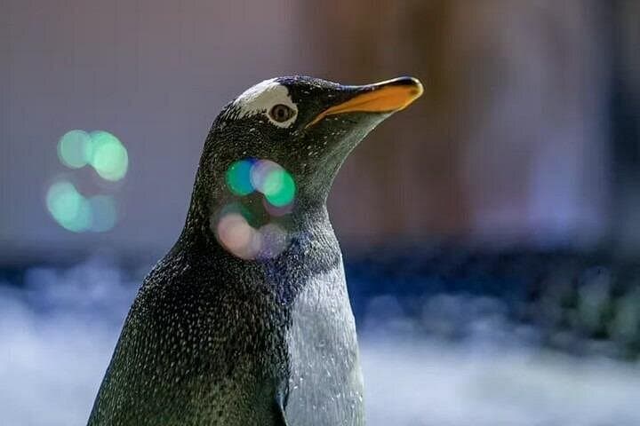 Inside Dubai Aquarium & Underwater Zoo: Penguin Cove, Tunnel & Family Tips photo 2