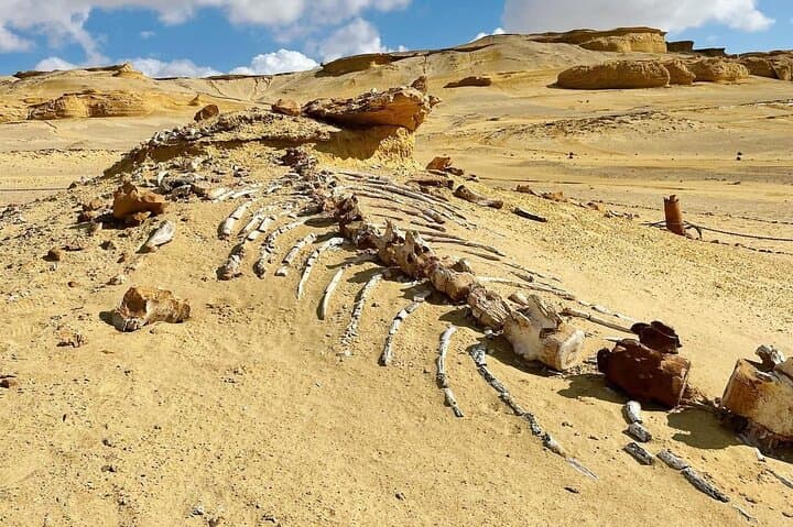 Private Full-Day Fayoum Oasis & Wadi El Rayan Waterfall Tour from Cairo photo 6