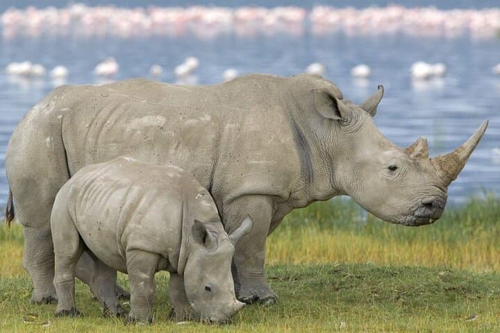 Half-Day Safari to Tala Game Reserve and Natal Park — Durban Wildlife Tour