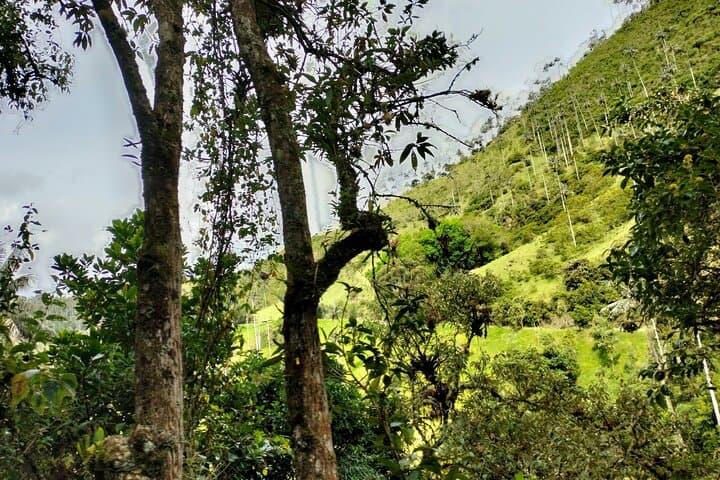 Machín Volcano Hill Tour from Salento — Day Trip to Fumaroles, Palms & Thermal Views photo 2