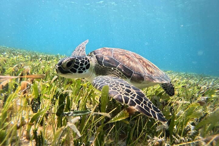 Catamaran Sailing to Isla Mujeres from Cancun: 5-Hour Snorkel, Beach & Open-Bar Escape photo 6